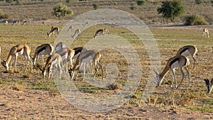 Springbok antelopes grazing - Kalahari desert