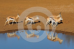 Springbok antelopes at a waterhole