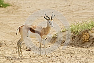 Springbok - Antidorcas marsupialis