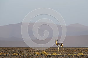 Springbok - Antidorcas marsupialis