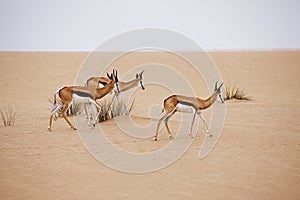 SPRINGBOK antidorcas marsupialis