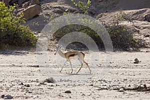 SPRINGBOK antidorcas marsupialis