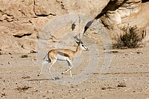 SPRINGBOK antidorcas marsupialis