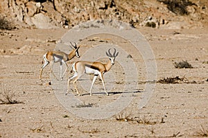 SPRINGBOK antidorcas marsupialis