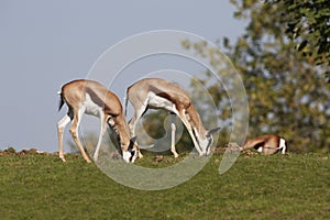 SPRINGBOK antidorcas marsupialis