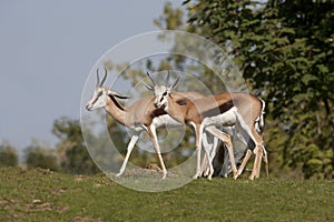 SPRINGBOK antidorcas marsupialis