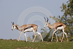 SPRINGBOK antidorcas marsupialis