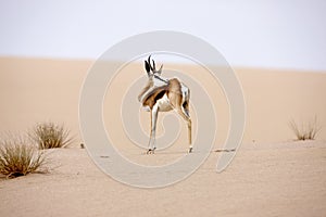 SPRINGBOK antidorcas marsupialis