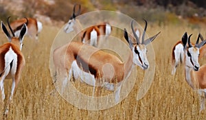 Springbok (Antidorcas marsupialis)