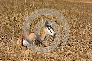 Springbok (Antidorcas marsupialis) photo