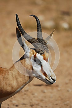 Springbok (Antidorcas marsupialis) photo