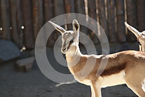 Springbok Antidorcas marsupialis