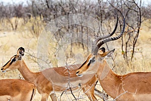 Springbok Antidorcas marsupialis