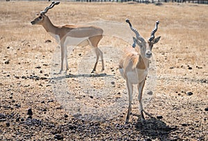 The springbok (Antidorcas marsupialis) adult male in the desert