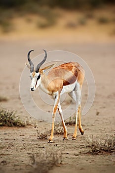 The springbok Antidorcas marsupialis adult male in the desert. Antelope on the sand photo
