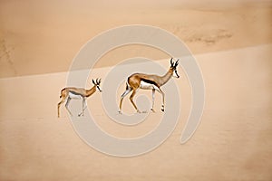 Springbok, antidorcas marsupialis, Adults walking on Sand, Namib Desert in Namibia