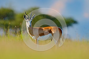 Springbok, Antidorcas marsupialis, animal walking in the water grass during hot day. Forest mammal in the habitat, Okavango,