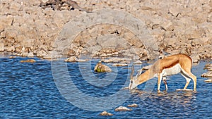 Springbok  Antidorcas Marsupialis drinking at the Okaukuejo waterhole, Etosha National Park, Namibia.