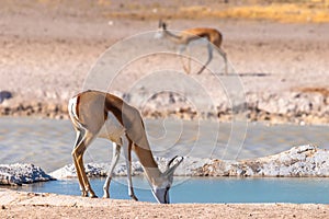 Springbok  Antidorcas Marsupialis drinking at a waterhole, Etosha National Park, Namibia.