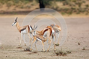 The springbok Antidorcas marsupialis female with young in the desert. Mother nurses the young in the middle of the herd
