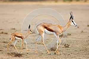 The springbok Antidorcas marsupialis female and young in the desert. The young follows the mother while walking on the salt pan