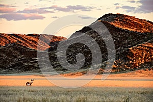 Springbok Antidorcas marsupialis grazing in the savannah