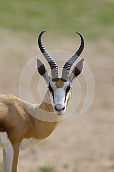 Springbok photo