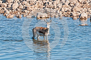Springbok, Antidorcas marsupialis, inside a waterhole in northern Namibia