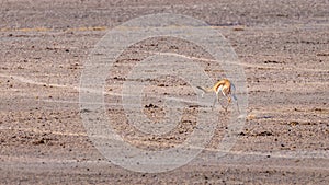 Springbok  Antidorcas Marsupialis jumping, Etosha National Park, Namibia.