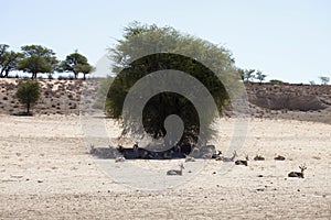 Springbok, Antidorcas marsupialis, Kalahari, South Africa