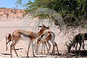 Springbok Antidorcas marsupialis in Kgalagadi