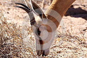 Springbok Antidorcas marsupialis in Kgalagadi