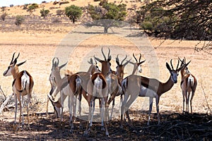 Springbok Antidorcas marsupialis in Kgalagadi