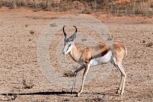 Springbok Antidorcas marsupialis in kgalagadi, South Africa photo