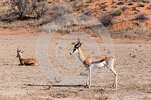 Springbok Antidorcas marsupialis in kgalagadi, South Africa photo
