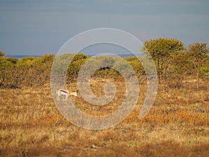 Springbok, Antidorcas marsupialis. Madikwe Game Reserve, South Africa