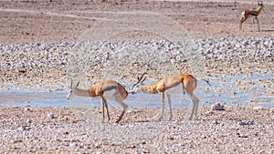 Springbok  Antidorcas Marsupialis mating, Etosha National Park, Namibia.