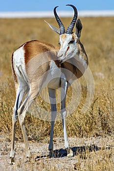 Springbok (Antidorcas marsupialis) in the savanna