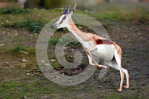 The springbok  Antidorcas marsupialis in a violent run