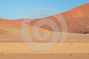 Springbok  Antidorcas marsupialis walking in the desert, Sossusvlei, Namibia.