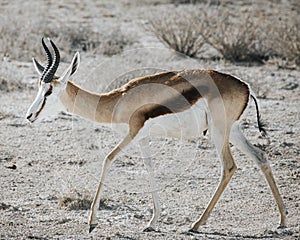 Springbok Antidorcas marsupialis walking on parched stony ground