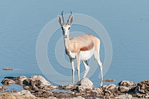 Springbok Antidorcas marsupialis in a waterhole