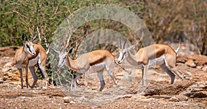 Springbok in an arid landscape