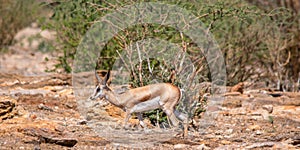 Springbok in an arid landscape