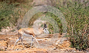 Springbok in an arid landscape