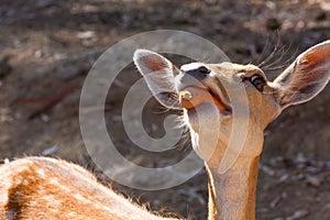 Springbok body photographed up close, on a green natural background. Light brown animal, big eyes. They are mammals and herbivores