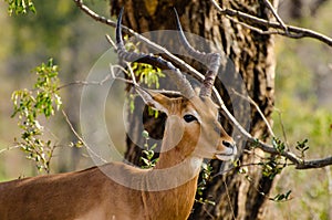 Springbok Calf Cautiously Watching the Tourists