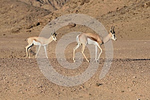 A Springbok Couple in The Namid Naukluft Desert, Namibia, Africa.