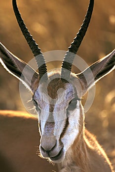 Springbok - Damaraland - Namibia photo