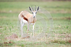 Springbok deer